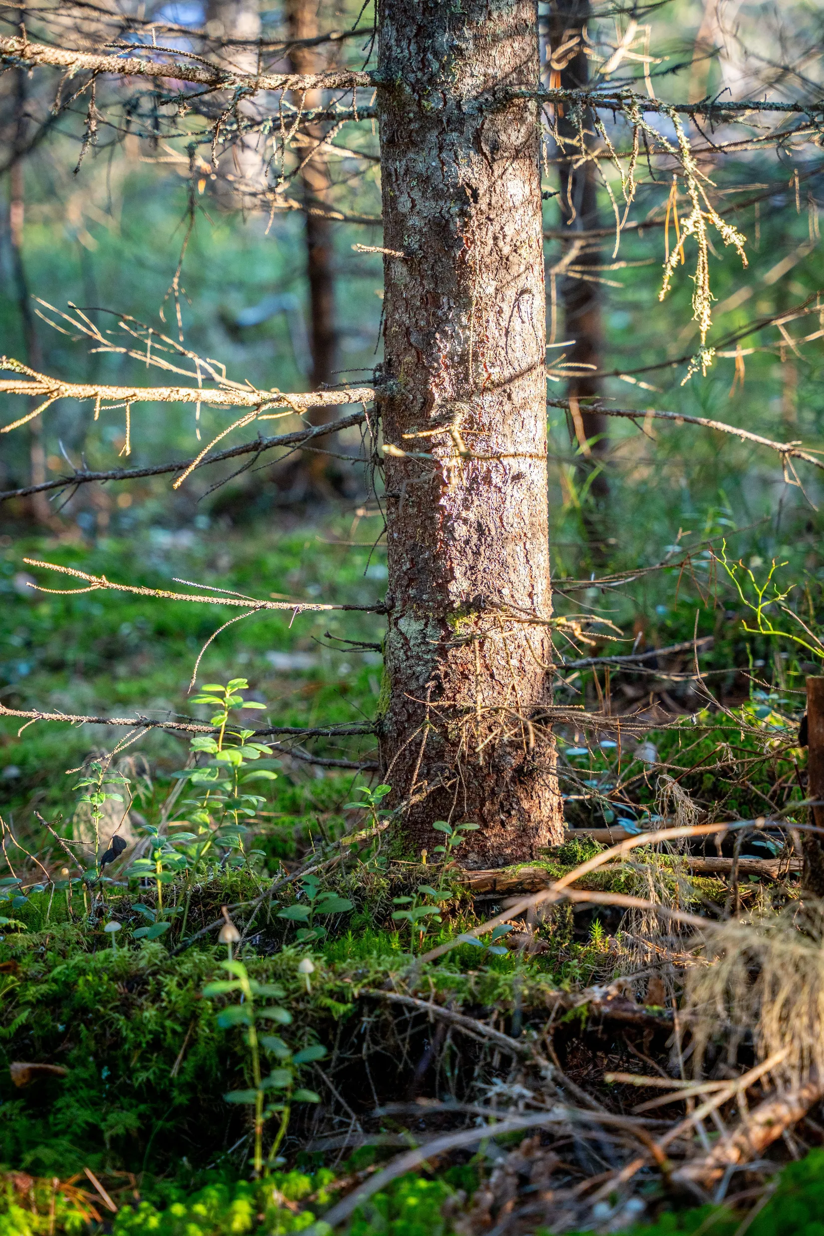 Gård/Skog, Innerfälle 134, Härnösand