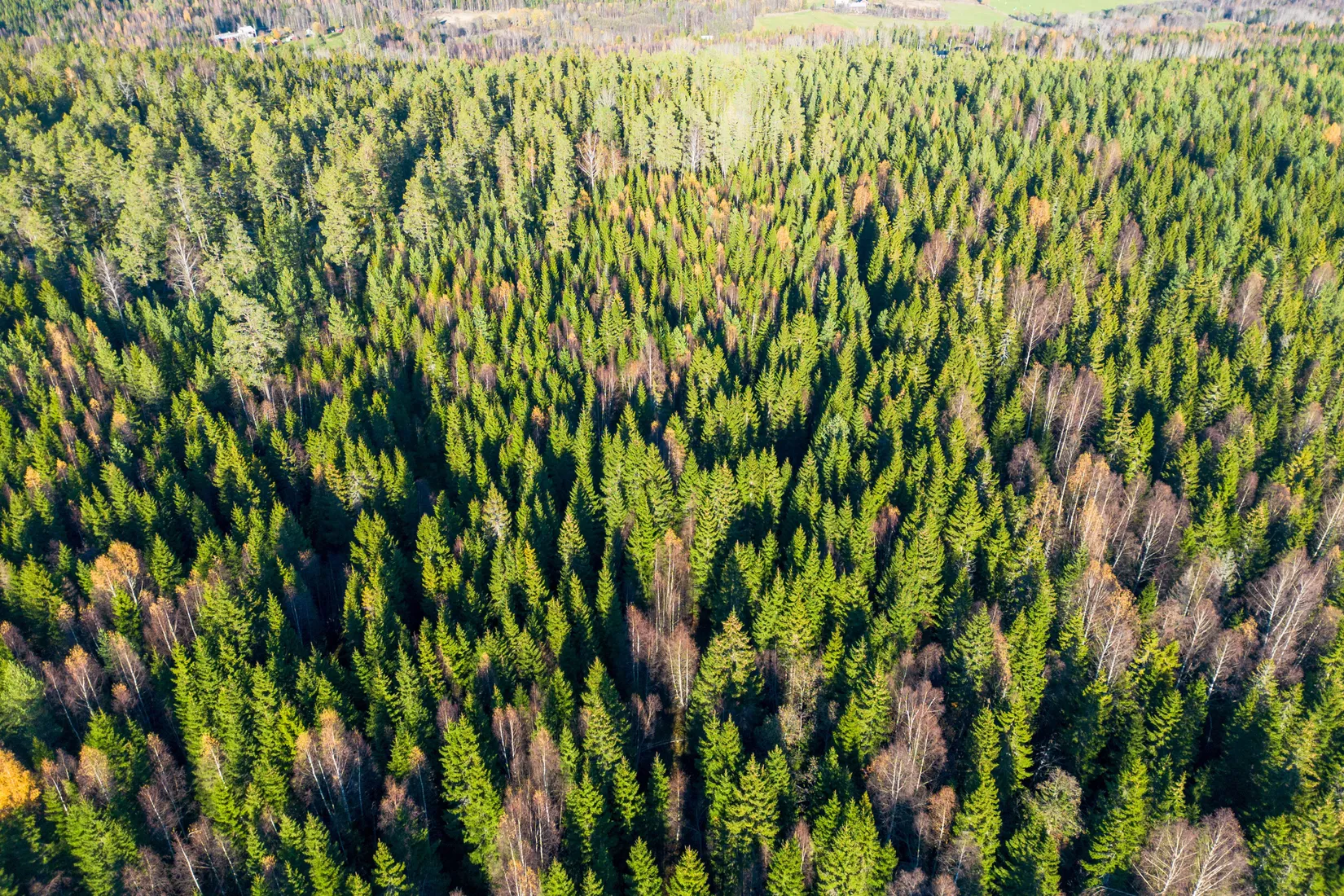 Gård/Skog, Innerfälle 134, Härnösand