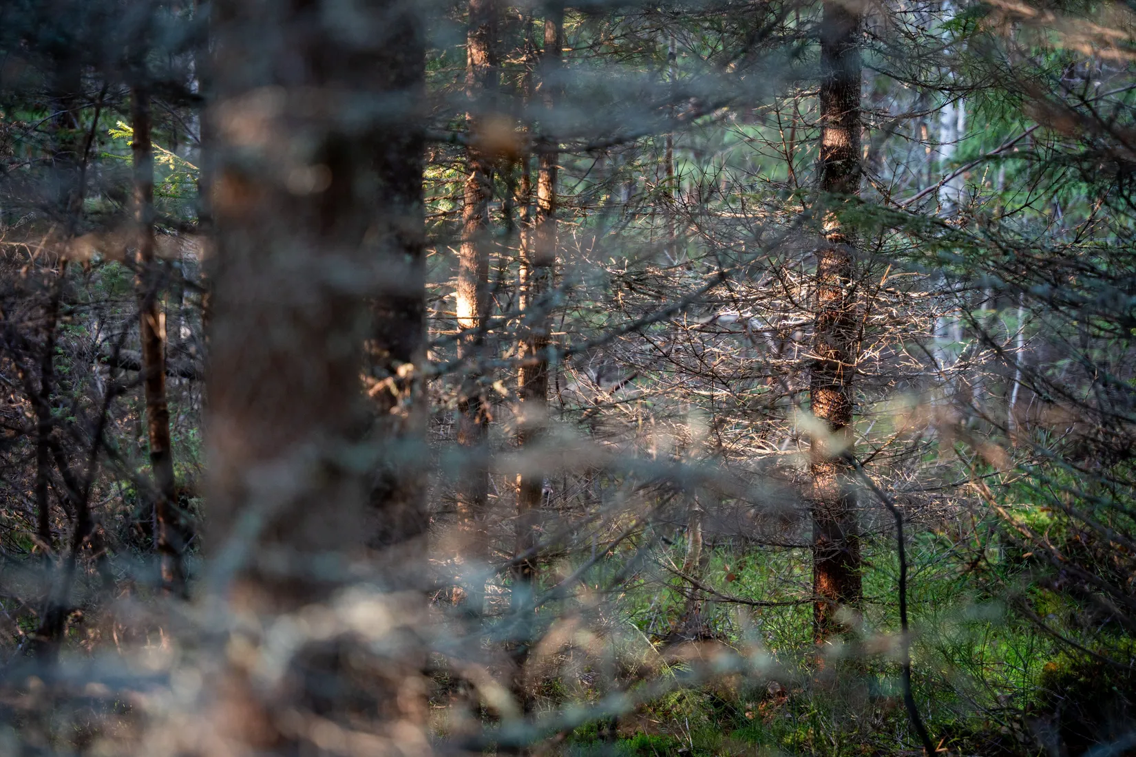 Gård/Skog, Innerfälle 134, Härnösand