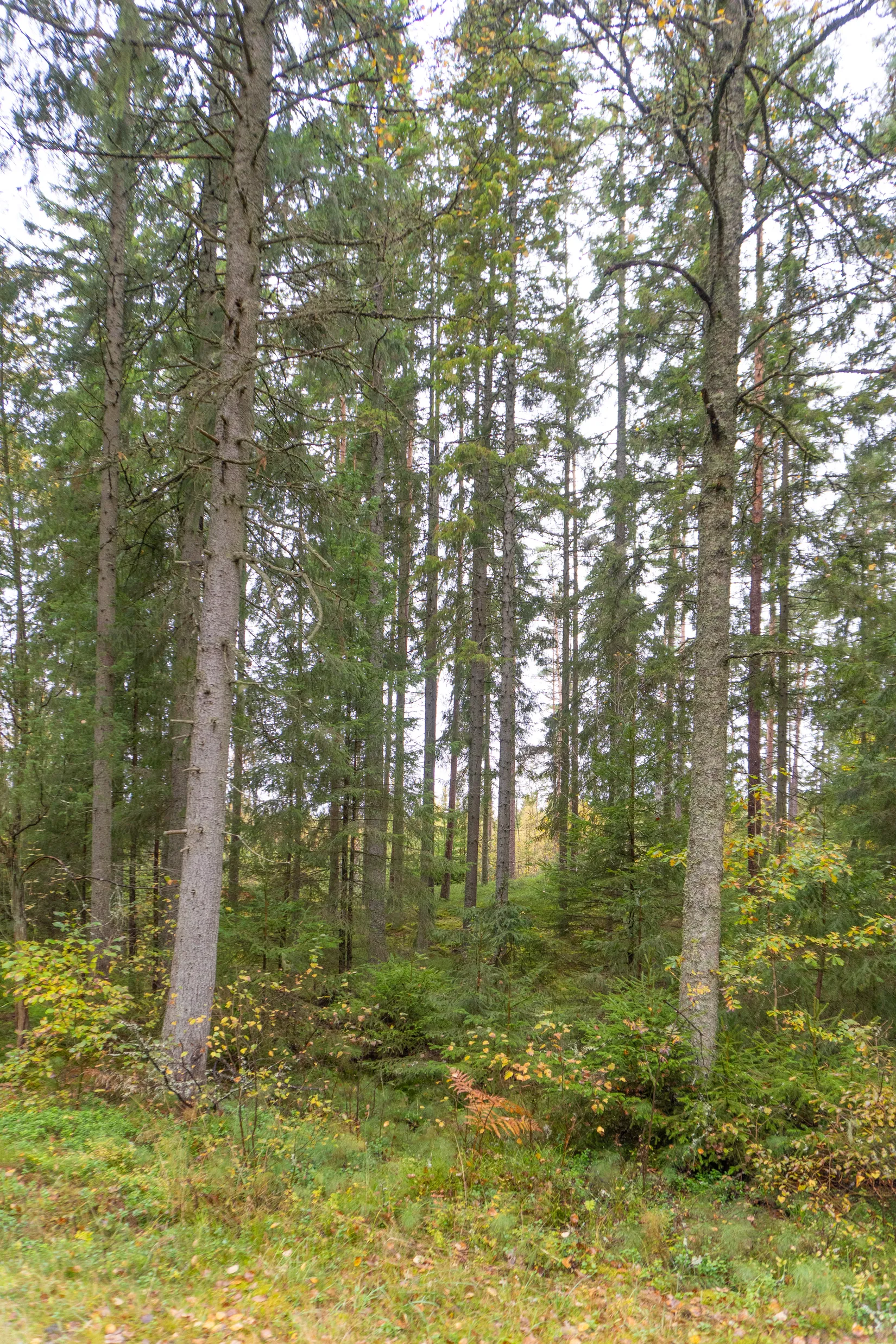 Gård/Skog, Ekhult 1, Nya Hjälmseryd, Sävsjö