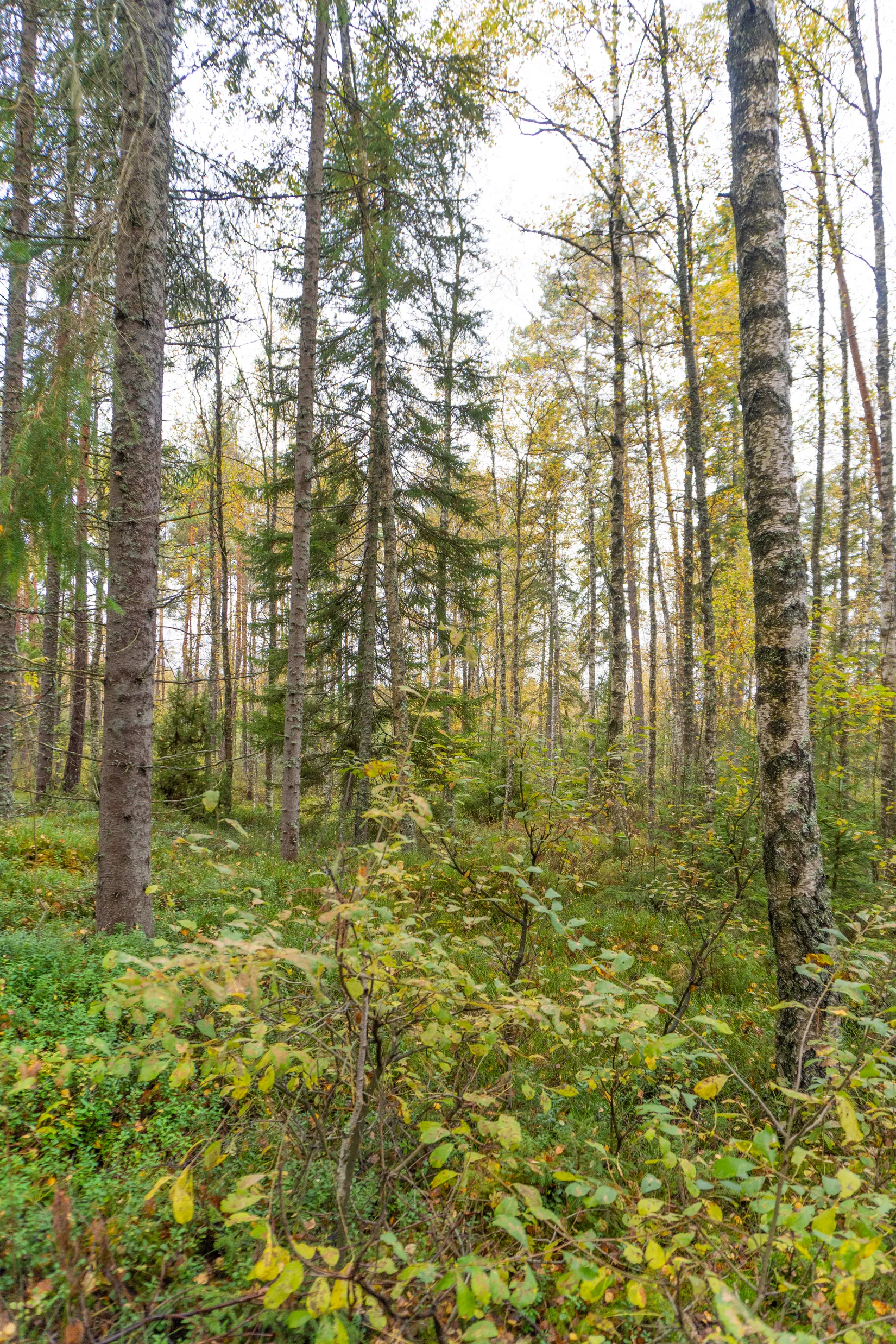 Gård/Skog, Ekhult 1, Nya Hjälmseryd, Sävsjö