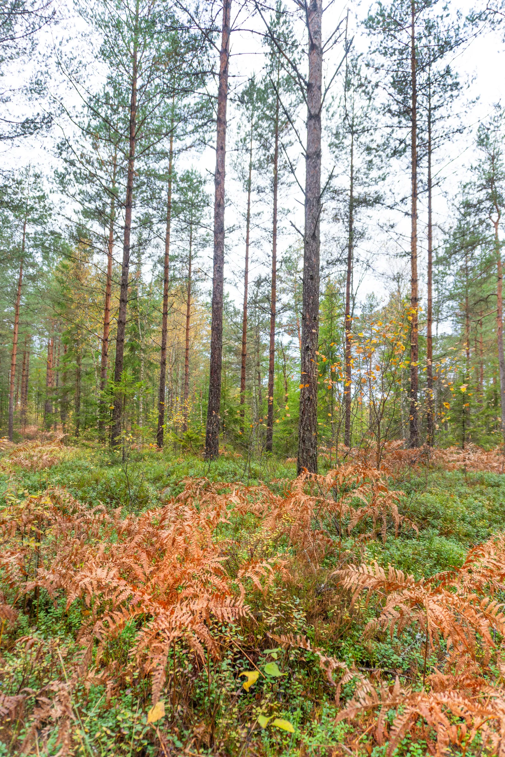 Gård/Skog, Ekhult 1, Nya Hjälmseryd, Sävsjö