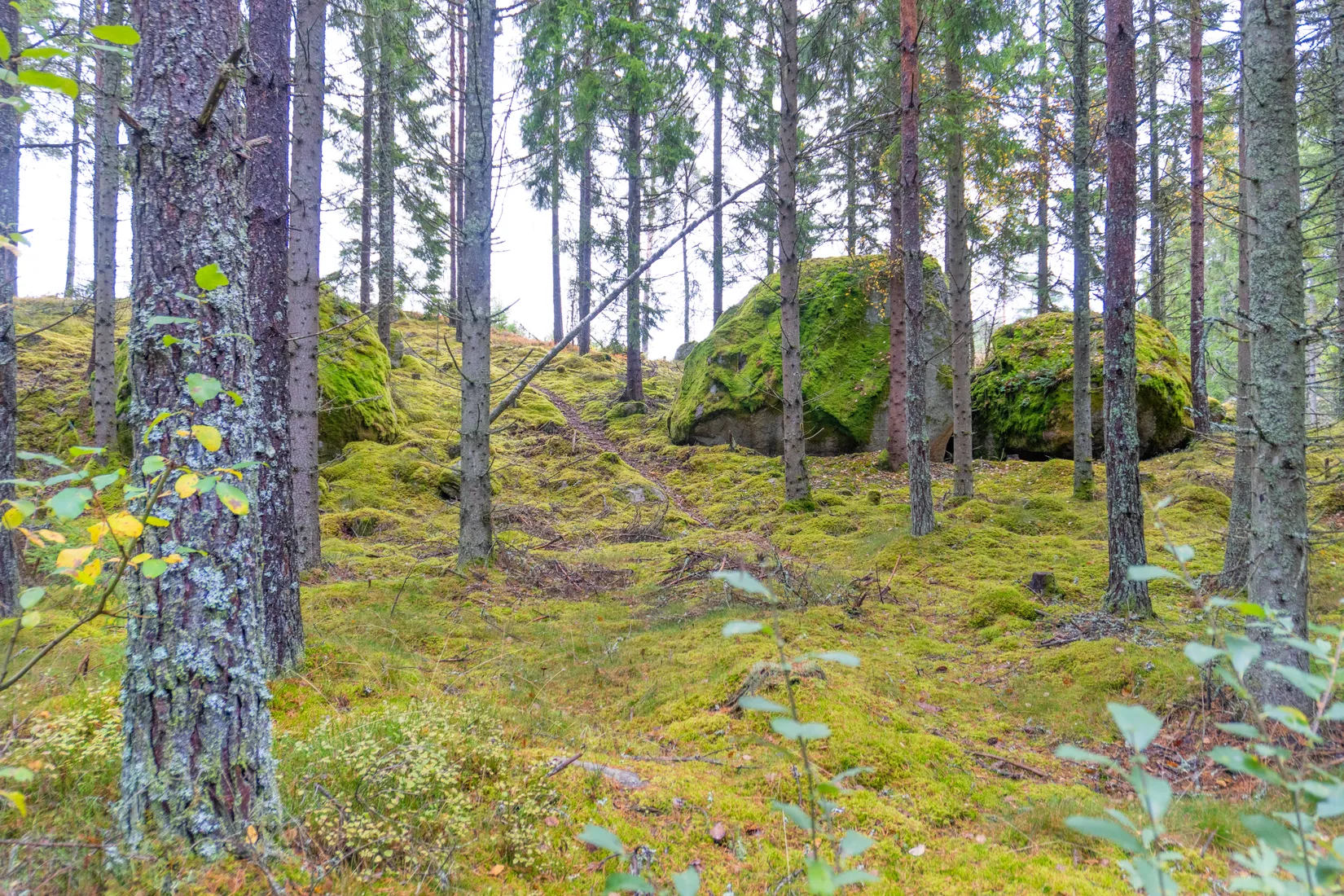 Gård/Skog, Ekhult 1, Nya Hjälmseryd, Sävsjö