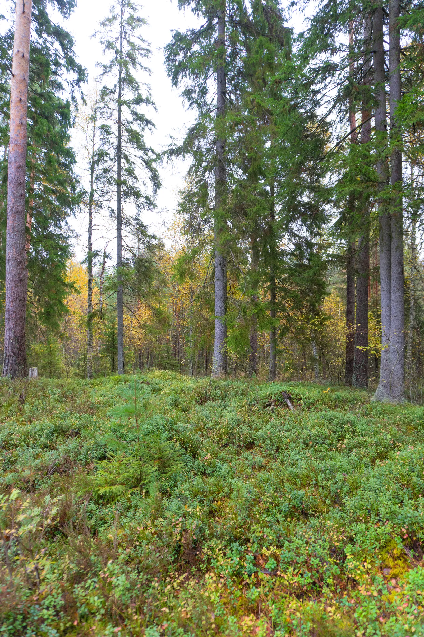 Gård/Skog, Ekhult 1, Nya Hjälmseryd, Sävsjö