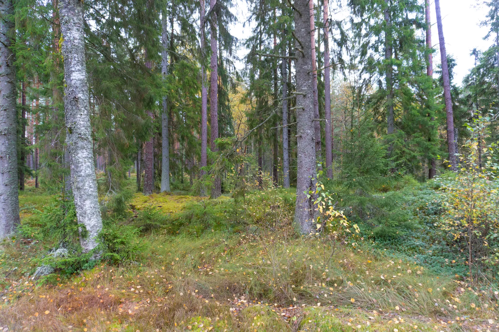 Gård/Skog, Ekhult 1, Nya Hjälmseryd, Sävsjö