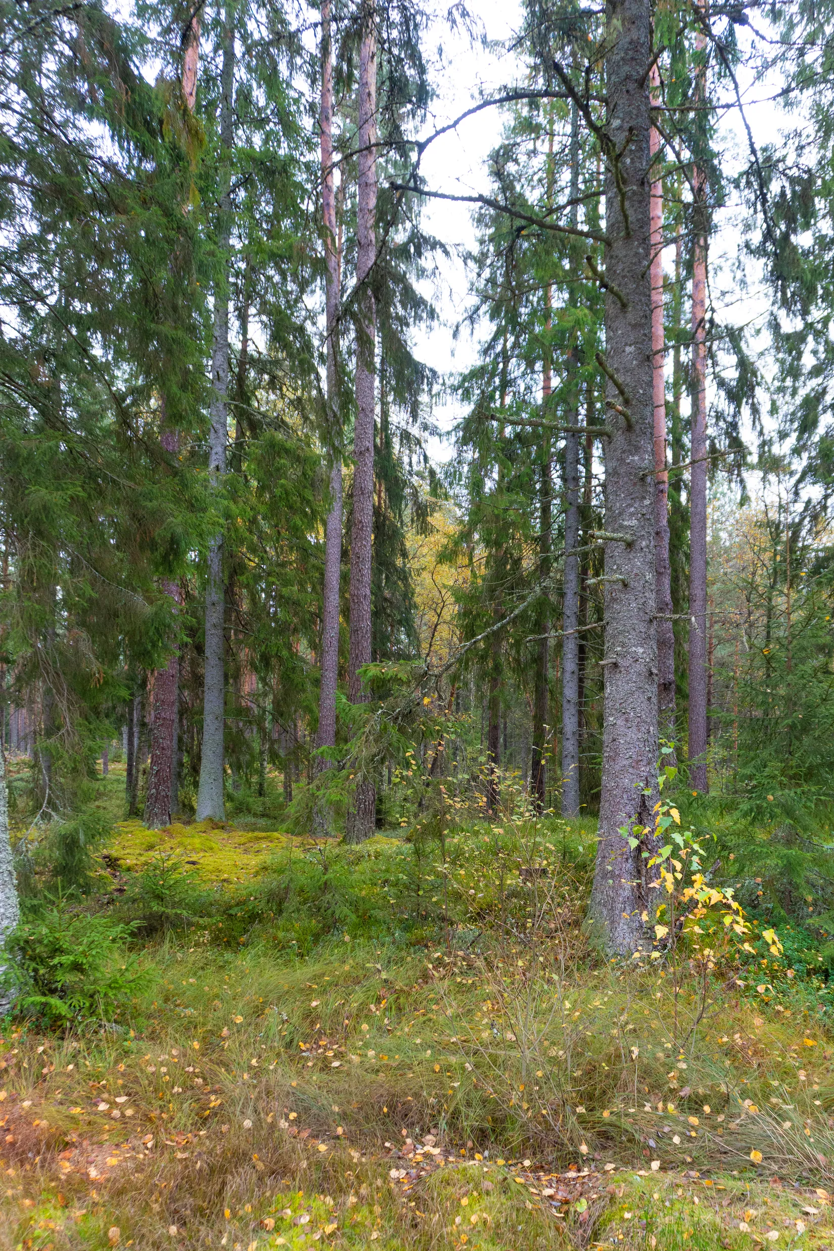 Gård/Skog, Ekhult 1, Nya Hjälmseryd, Sävsjö