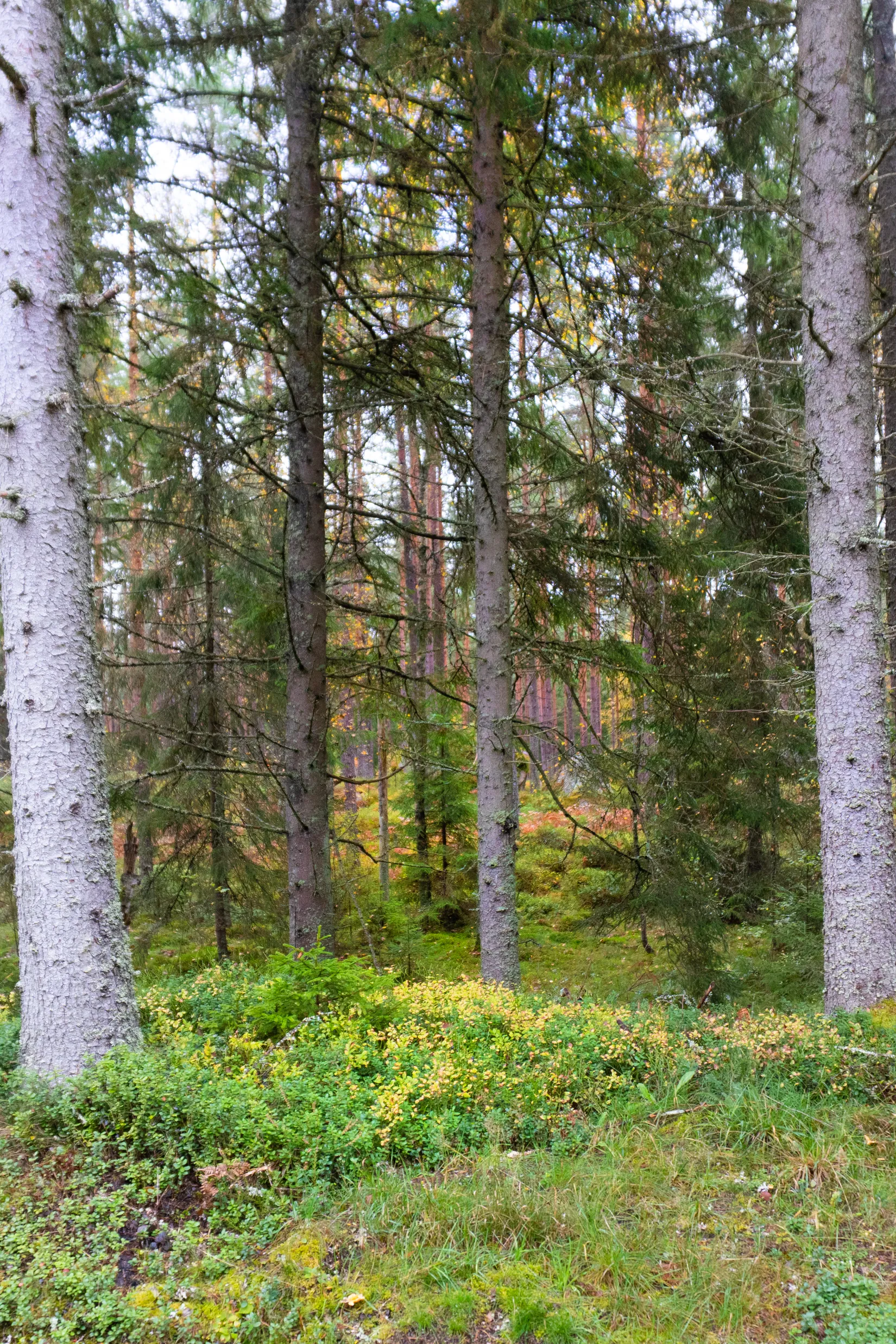 Gård/Skog, Ekhult 1, Nya Hjälmseryd, Sävsjö