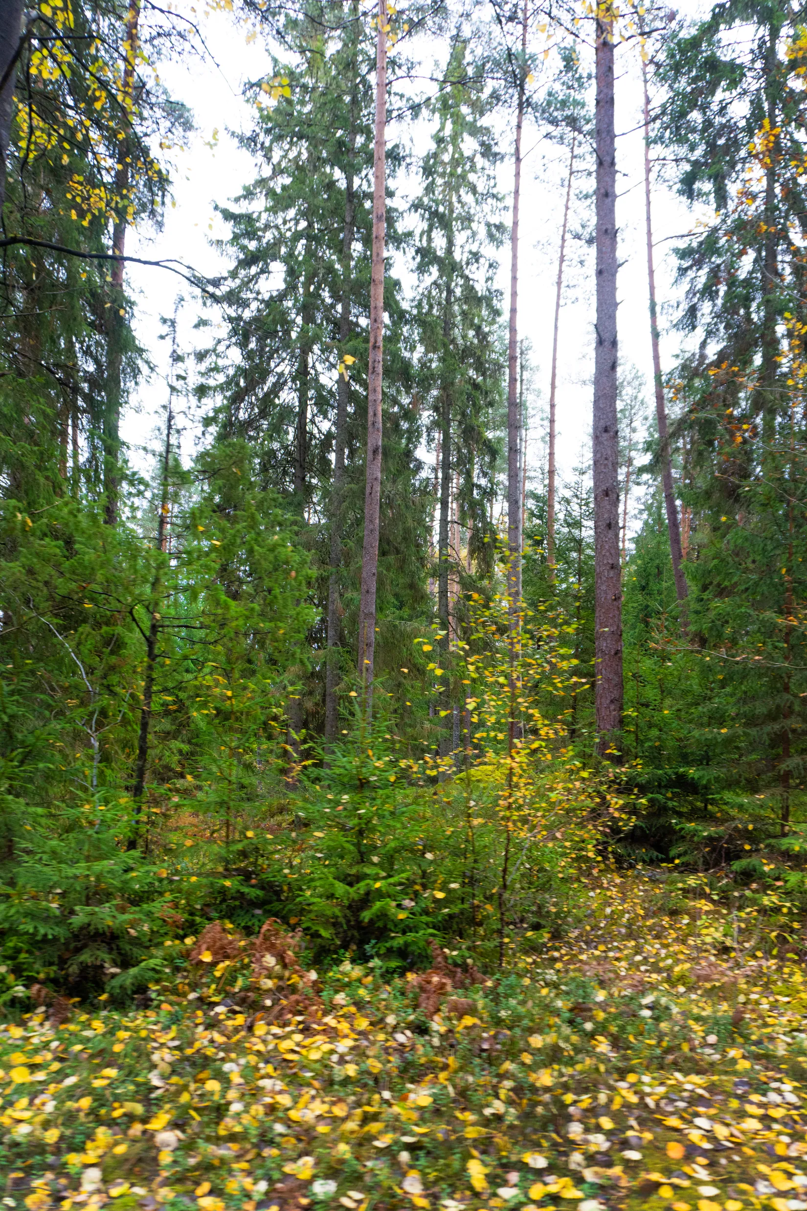 Gård/Skog, Ekhult 1, Nya Hjälmseryd, Sävsjö