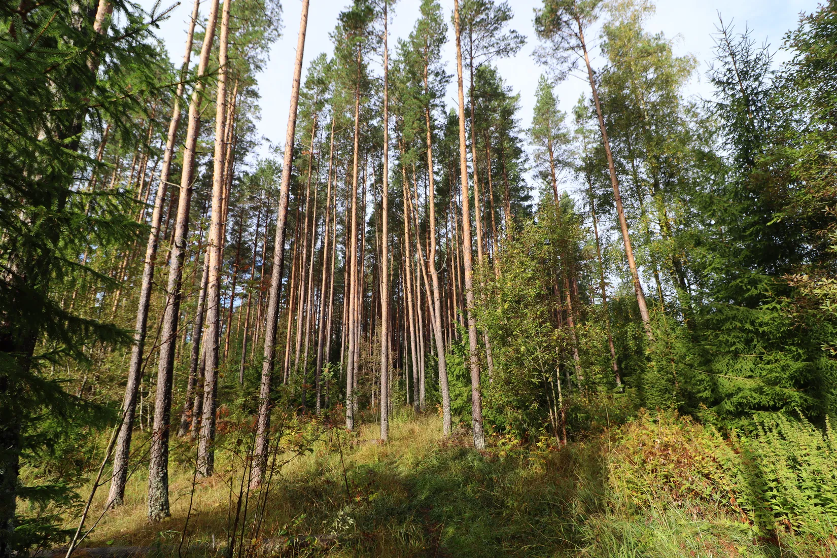 Gård/Skog, Haglundavägen 17, Gottröra - Haglunda, Norrtälje