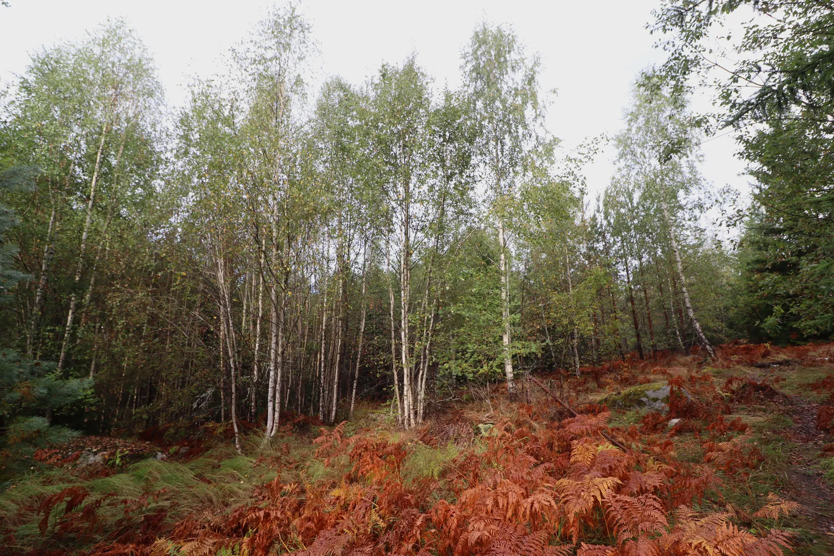 Gård/Skog, Haglundavägen 17, Gottröra - Haglunda, Norrtälje