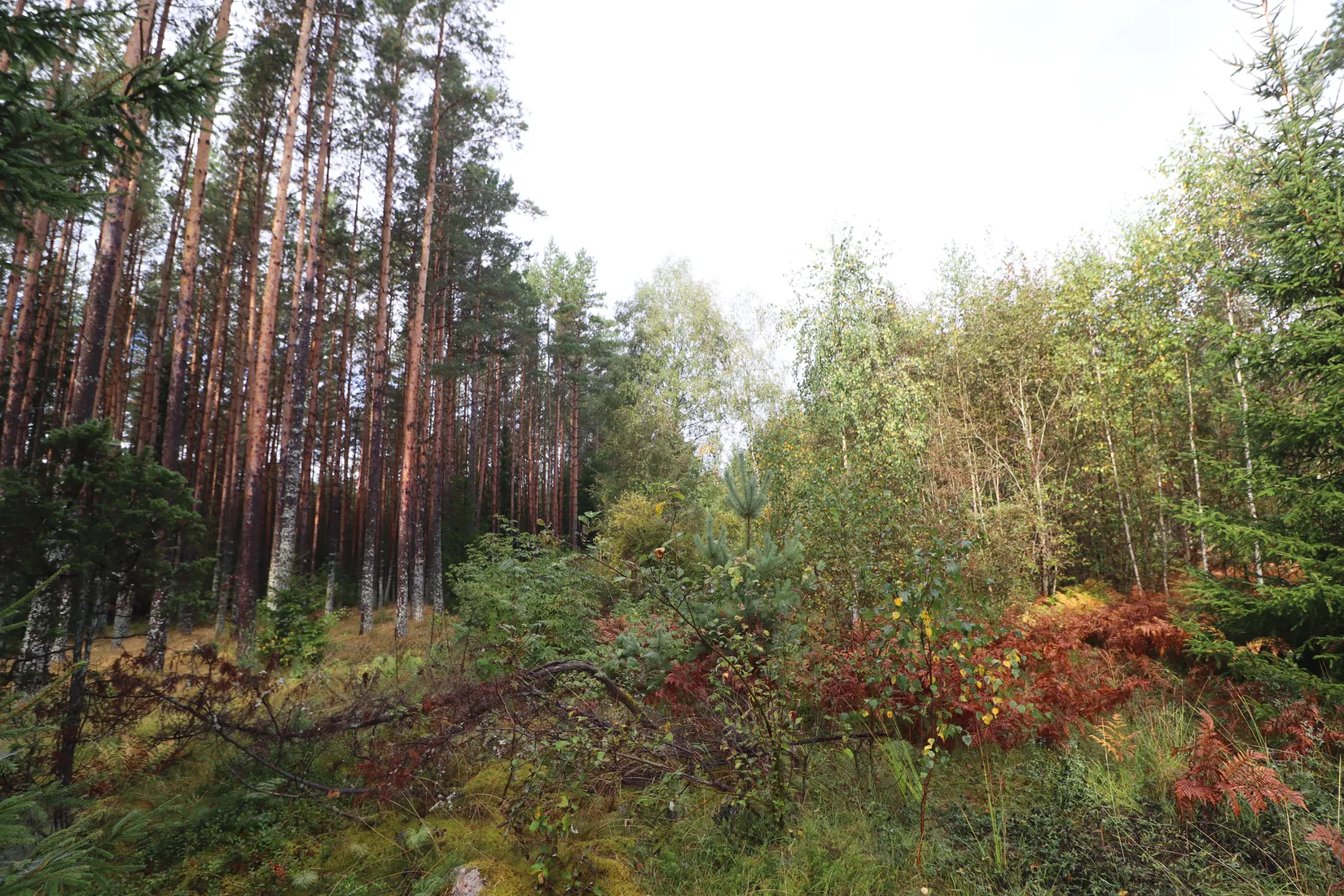 Gård/Skog, Haglundavägen 17, Gottröra - Haglunda, Norrtälje