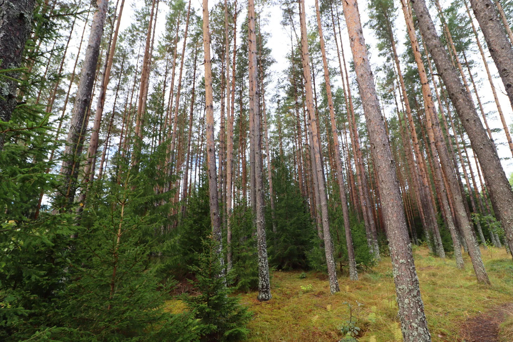 Gård/Skog, Haglundavägen 17, Gottröra - Haglunda, Norrtälje
