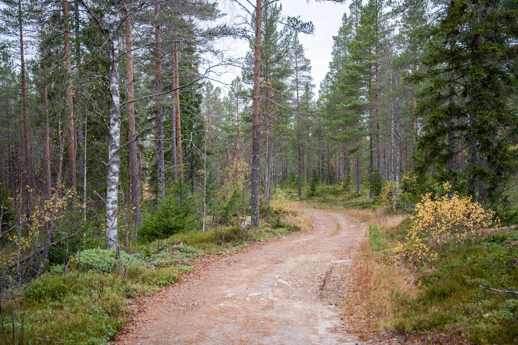 Gård/Skog, Örnsköldsvik Könsa 2:5, Örnsköldsvik