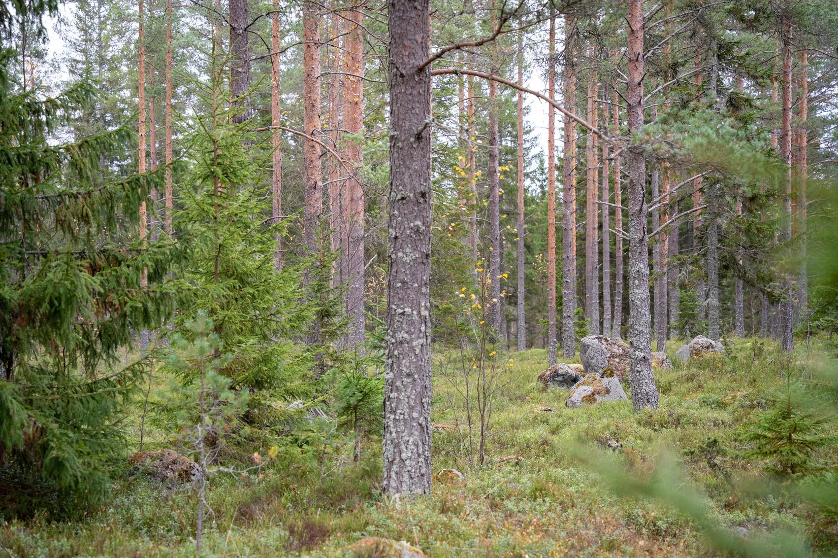 Gård/Skog, Örnsköldsvik Könsa 2:5, Örnsköldsvik