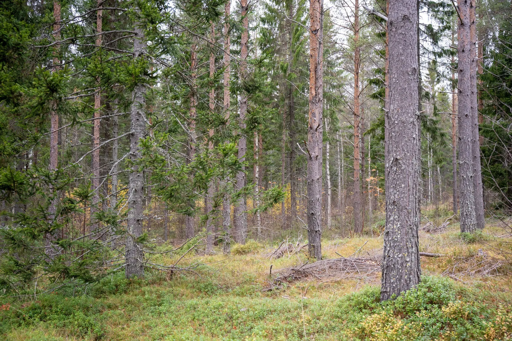 Gård/Skog, Örnsköldsvik Könsa 2:5, Örnsköldsvik