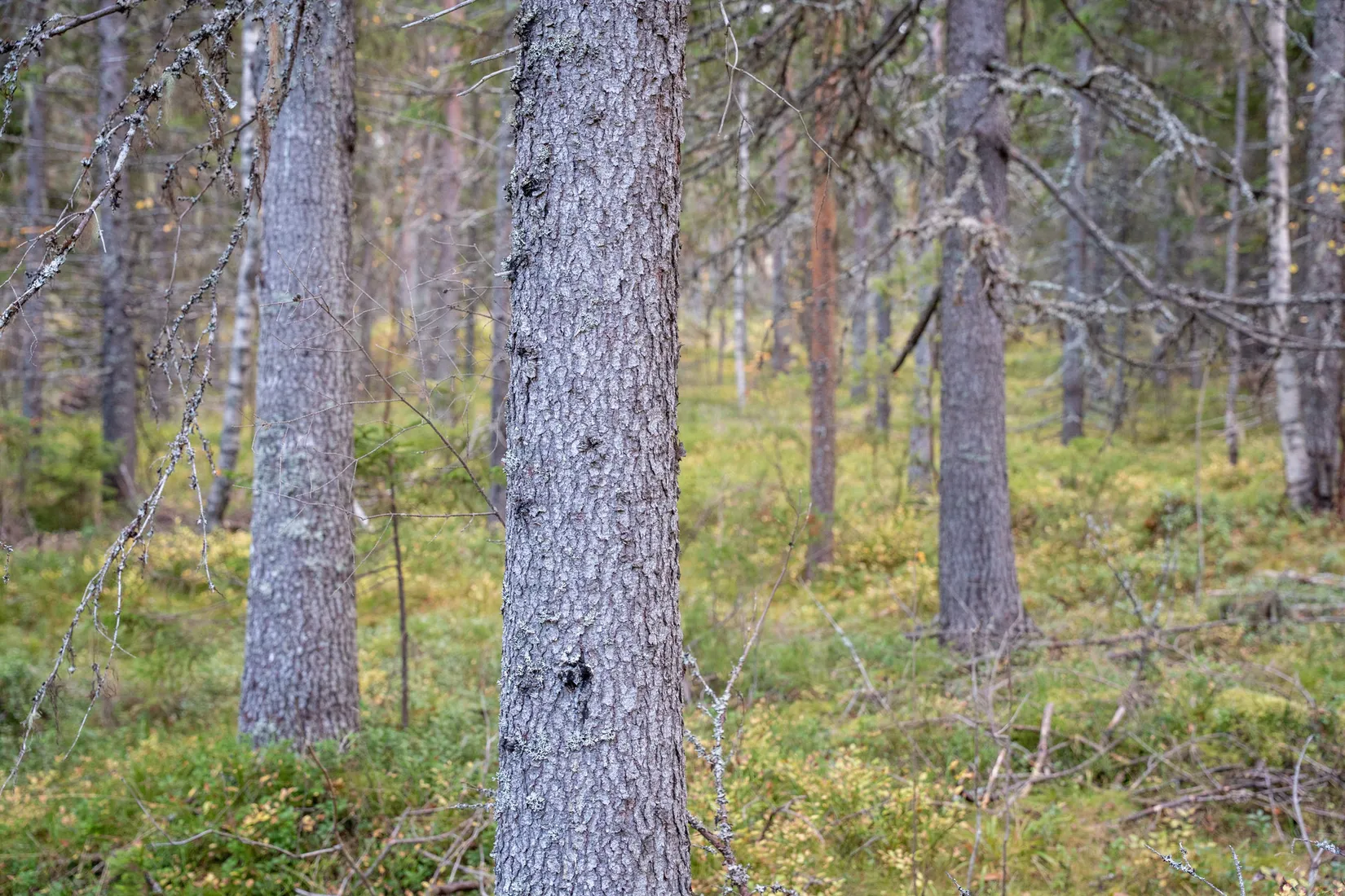 Gård/Skog, Örnsköldsvik Könsa 2:5, Örnsköldsvik