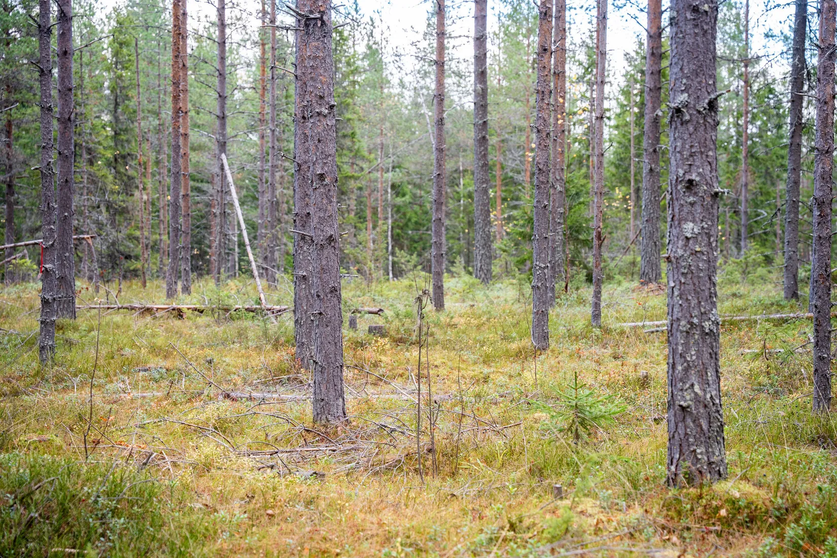 Gård/Skog, Örnsköldsvik Könsa 2:5, Örnsköldsvik