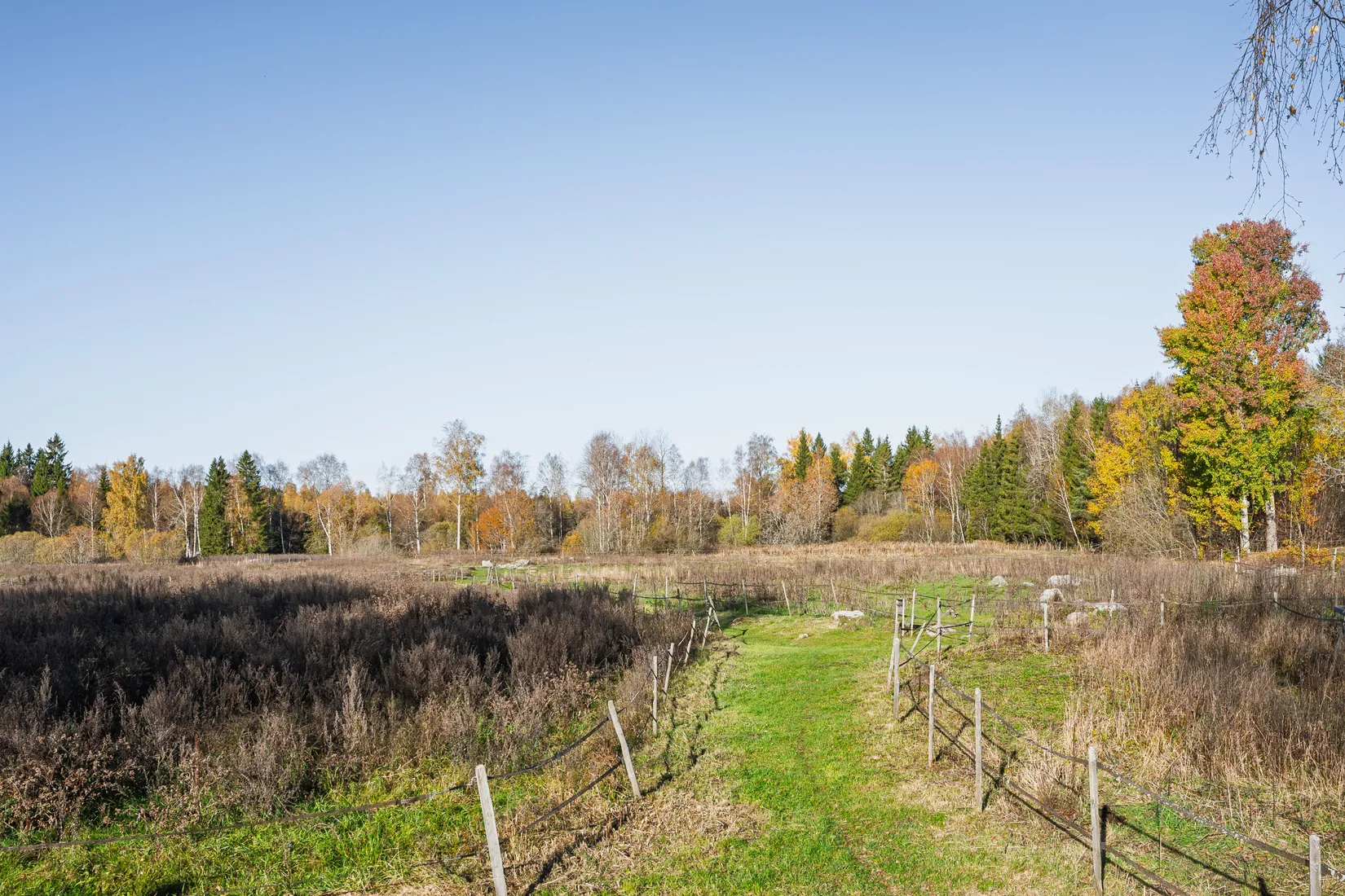 Gård/Skog, Aspnäs 521, Källviks Gård, Östervåla, Heby