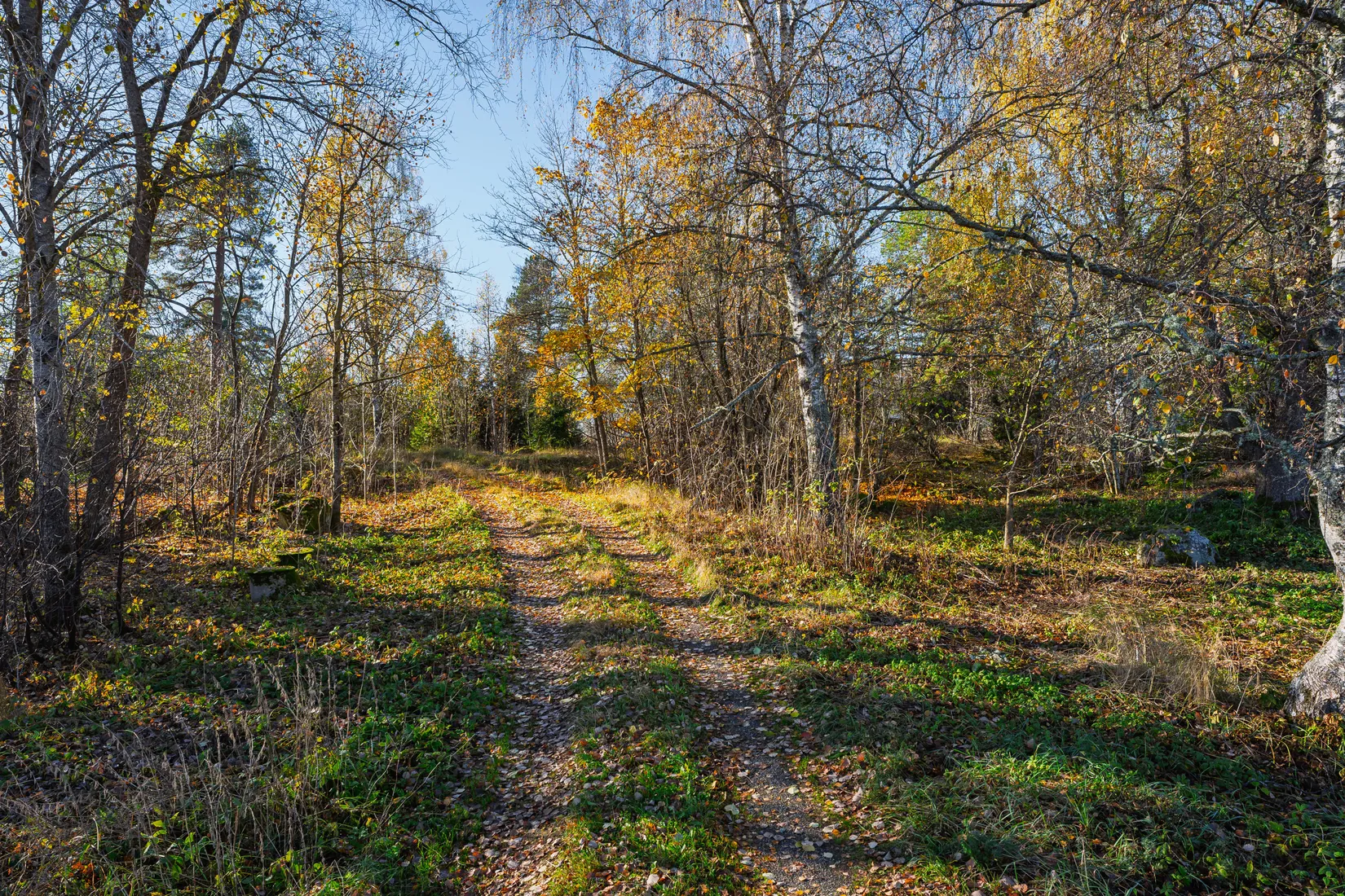 Gård/Skog, Aspnäs 521, Källviks Gård, Östervåla, Heby