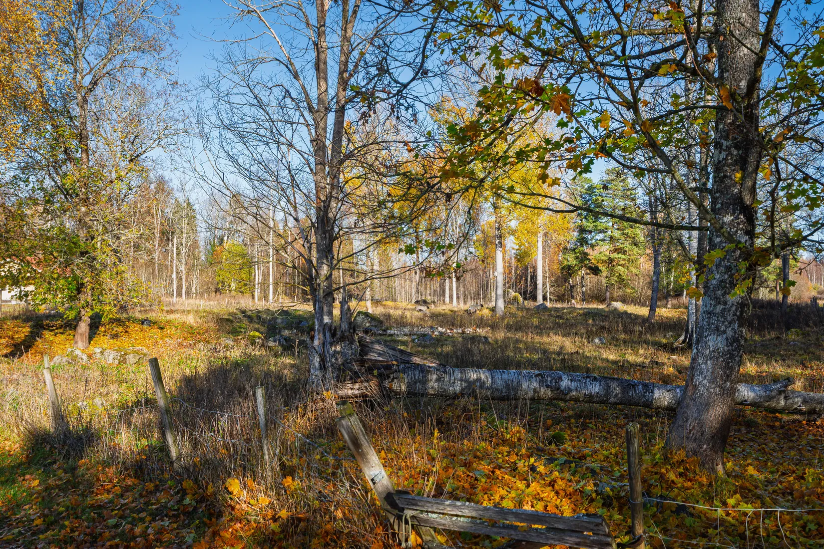 Gård/Skog, Aspnäs 521, Källviks Gård, Östervåla, Heby