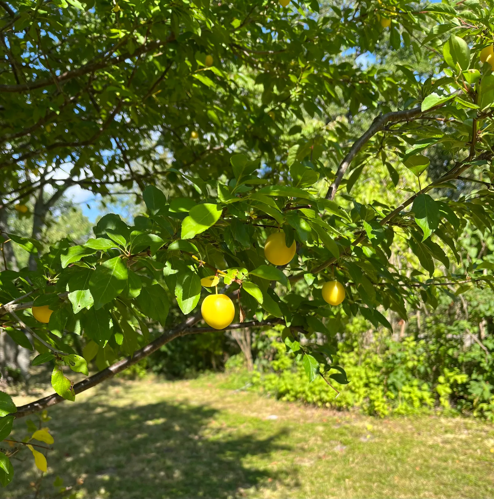 Fritidshus, Percy Tamms väg 20, Skärmarö, Värmdö