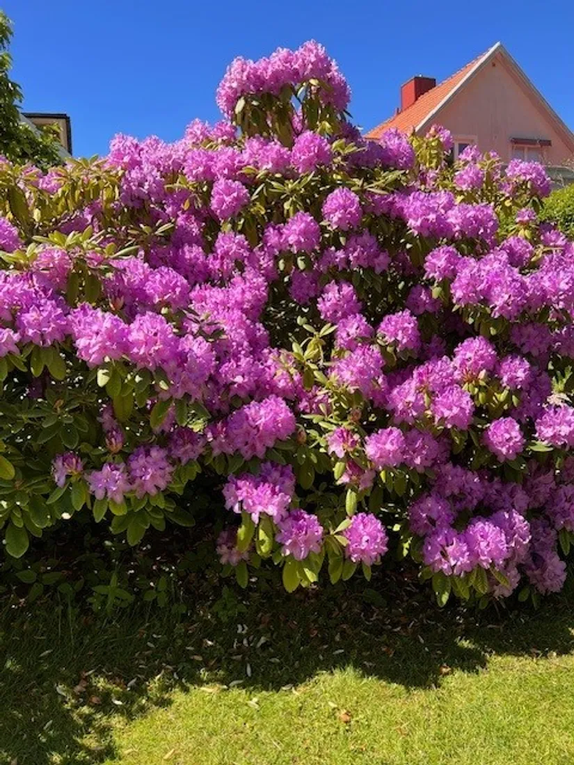 Villa, Neptunigatan 9, Söder, Halmstad