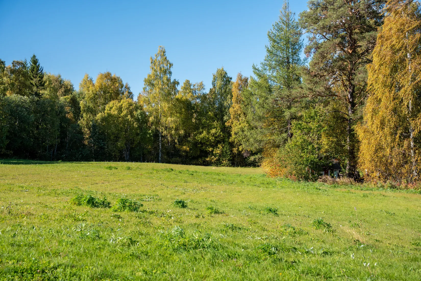 Gård/Skog, Holmsta 215, Sollefteå
