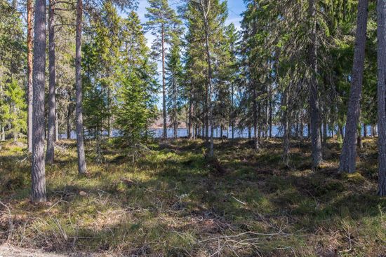 Tomt, Holmsjön 241, Holmsjön, Umeå