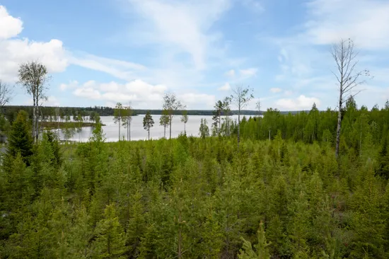 Tomt, Norra Bergfors 198, Varuträsk, Skellefteå