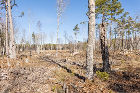 Tomt, Västerbyn (tomt 1), Gräsö, Östhammar