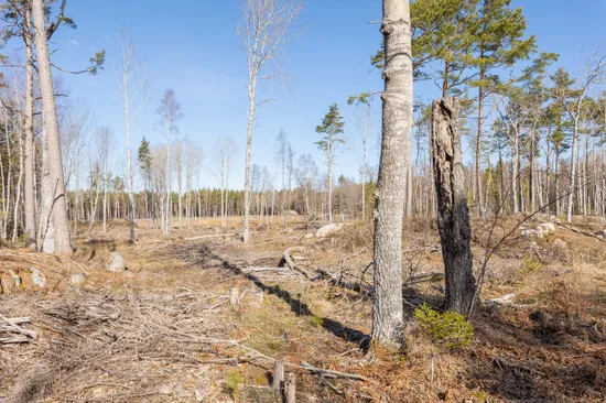 Tomt, Västerbyn (tomt 1), Gräsö, Östhammar