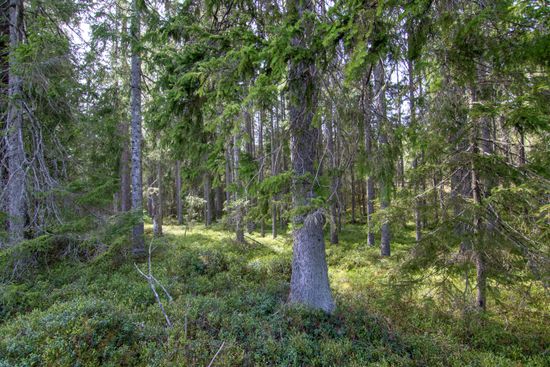 Gård/Skog, Öjedalen, Glava, Arvika