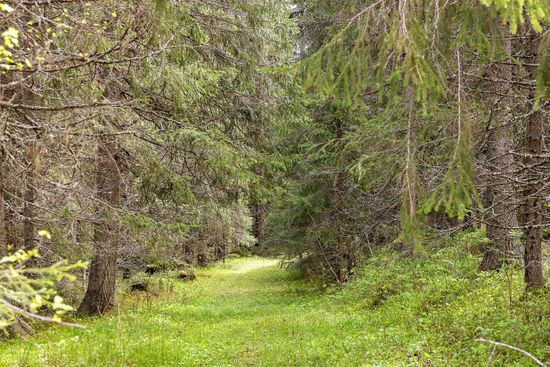 Tomt, Krokom tuvattnet 1:34, Krokom