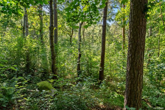 Tomt, Skreavägen 37B, Skrea, Falkenberg