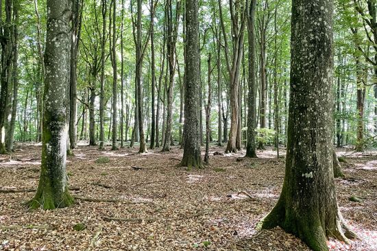 Gård/Skog, Sjöbo alestad 13:22, Sjöbo