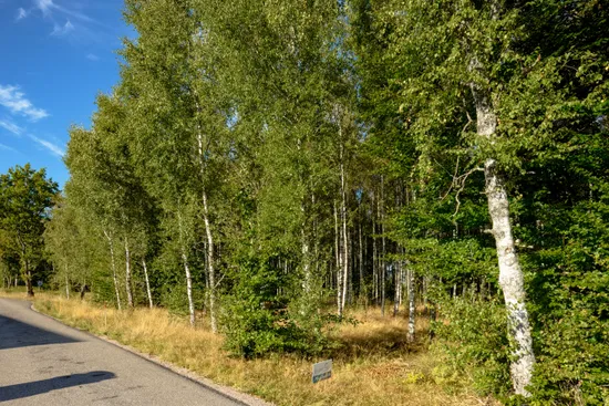 Gård/Skog, Älmåsen, Växjö