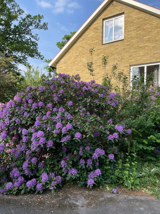 Villa, Bryggerigatan 9, Centralt, Mönsterås