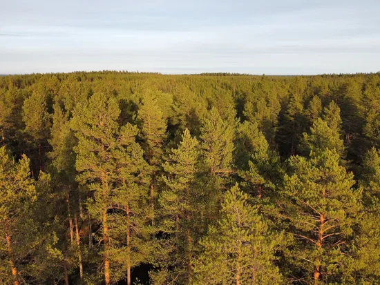 Gård/Skog, Svarttjärn 120, Burträsk, Skellefteå