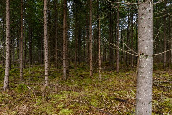 Gård/Skog, Eke Norregård 1, Braås, Växjö