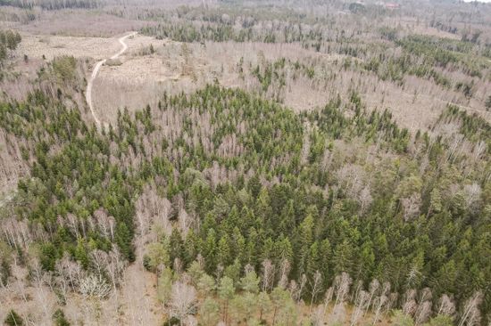 Gård/Skog, Hasslaröd 1:24, Osby