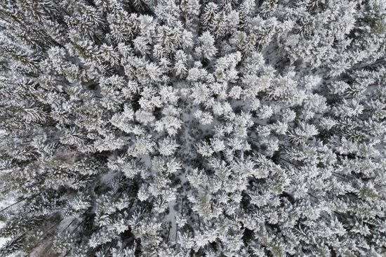 Gård/Skog, Skellefteå kusmark 17:40, Kusmark, Skellefteå