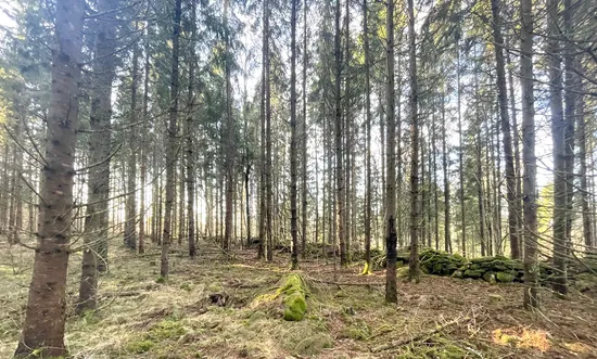 Gård/Skog, Skogsfastighet utan byggnader, 13 ha, Bor, Värnamo