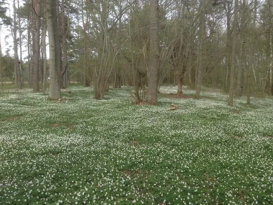 Tomt, Rone Änggårde 6:8, Rone - Östra Gotland, Gotland