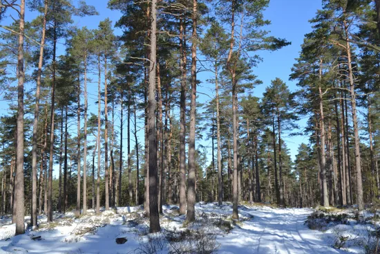 Gård/Skog, Skogsinnehav  831 ha, Vaggeryd