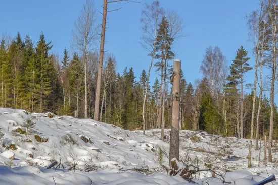 Gård/Skog, Skogsinnehav 831 ha, Vaggeryd