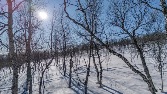 Tomt, Forsfallet-FF03, Hemavan/Birke, Storuman