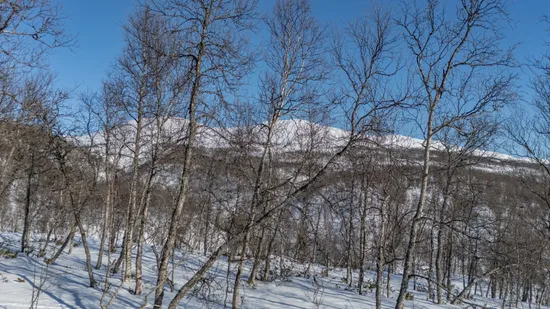 Tomt, Forsfallet-FF04, Hemavan/Birke, Storuman