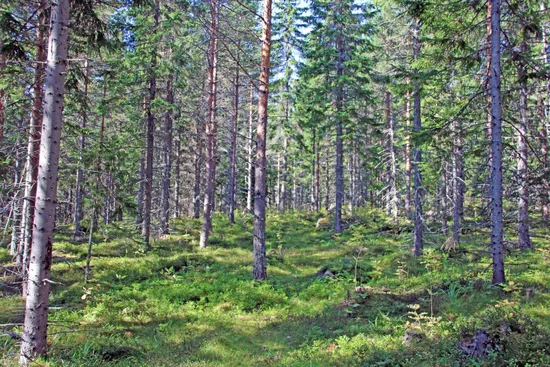 Gård/Skog, Ockelbo vallsbo 3:8, Vallsbo, Ockelbo