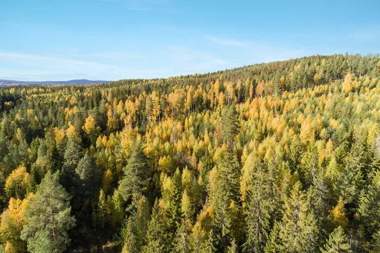 Gård/Skog, enligt skogsbruksplan, Gärdebyn, Rättvik