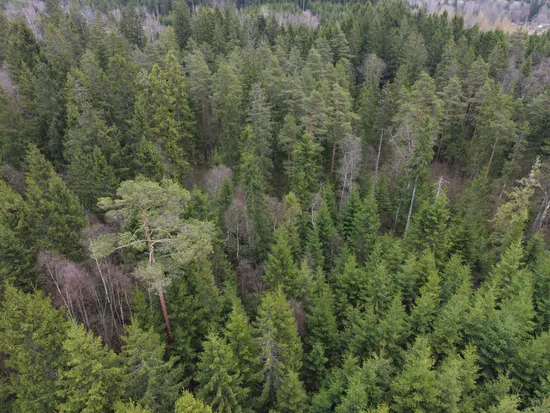 Gård/Skog, Skogsfastighet i Kinnared, Kinnared, Hylte